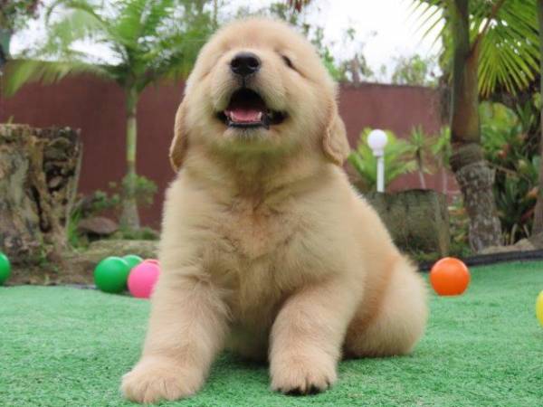 Golden Retriever Fmea Tajj Mahall Microchip Vacinas importadas Qualidade Inigualvel Curitiba