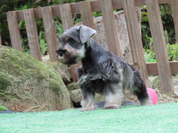 Schnauzer Miniatura Oportunidade nica Macho Tajj Mahall lindssimo J Castrado Vacinas Curitiba
