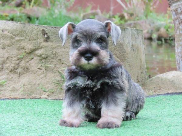 Schnauzer Miniatura Oportunidade nica Macho Tajj Mahall lindssimo J Castrado Vacinas Curitiba