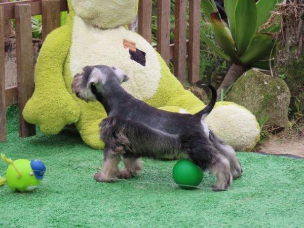 Schnauzer Miniatura Oportunidade nica Macho Tajj Mahall lindssimo J Castrado Vacinas Curitiba
