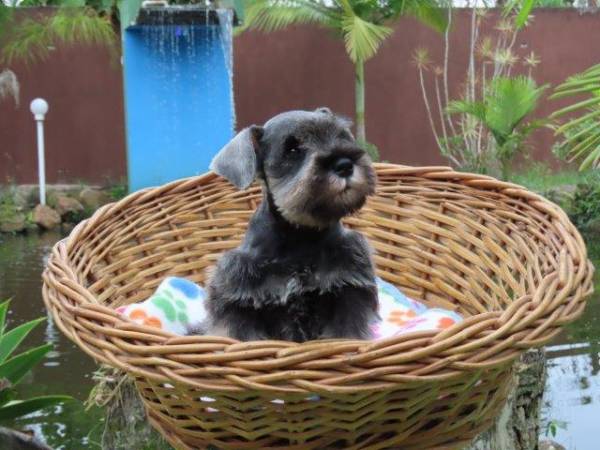 Schnauzer Miniatura Oportunidade nica Macho Tajj Mahall lindssimo J Castrado Vacinas Curitiba