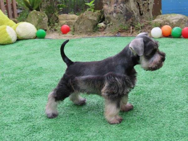 Schnauzer Miniatura Oportunidade nica Macho Tajj Mahall lindssimo J Castrado Vacinas Curitiba