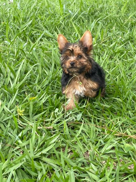 SABIA QUE AQUI O SEU YORKSHIRE  CRIADO POR MDICA VETERINRIA