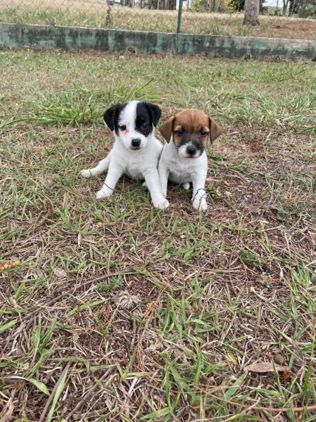 AQUI O SEU FILHOTE DE JACK RUSSEL TEM QUALIDADE VETERINRIA DE CRIAO