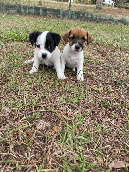 AQUI O SEU FILHOTE DE JACK RUSSEL TEM QUALIDADE VETERINRIA DE CRIAO