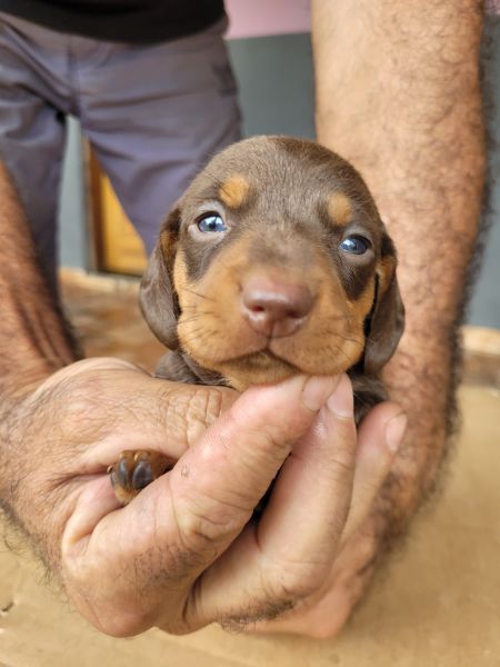 AQUI SEU TECKEL TEM QUALIDADE VETERINRIA DE CRIAO