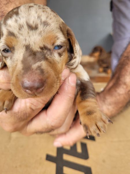 AQUI SEU TECKEL TEM QUALIDADE VETERINRIA DE CRIAO