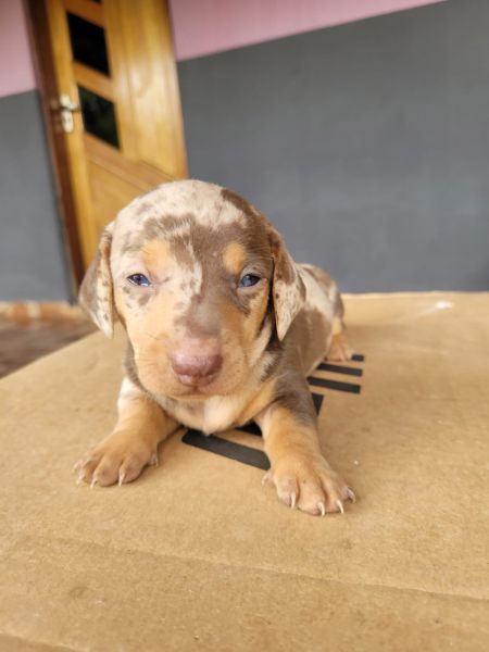 AQUI SEU TECKEL TEM QUALIDADE VETERINRIA DE CRIAO