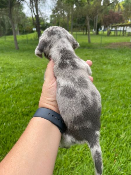 AQUI SEU TECKEL TEM QUALIDADE VETERINRIA DE CRIAO