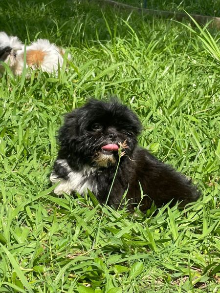 SHIH TZS CRIADOS POR QUEM GOSTA E ENTENDE LINDOS LINDOS CRIAO VETERINRIA
