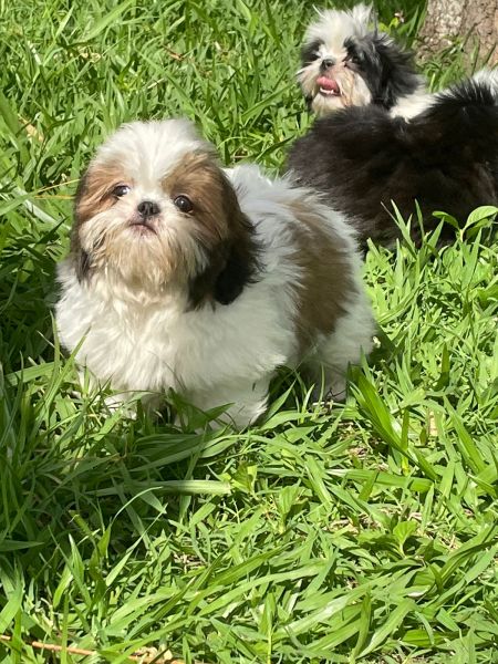 NESTE NATAL ENCANTE QUEM VOC AMA COM UM SHIH TZ CRIADO POR MDICA VETERINRIA
