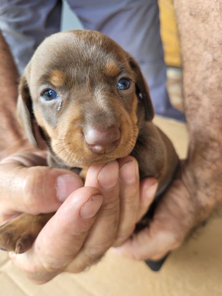 ENCANTE QUEM VOC AMA NESTE NATAL COM UM TECKEL CRIADO POR MDICA  VETERINRIA