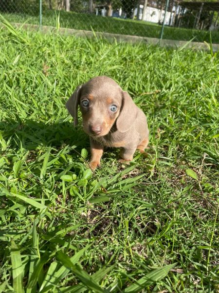 ENCANTE QUEM VOC AMA NESTE NATAL COM UM TECKEL CRIADO POR MDICA  VETERINRIA
