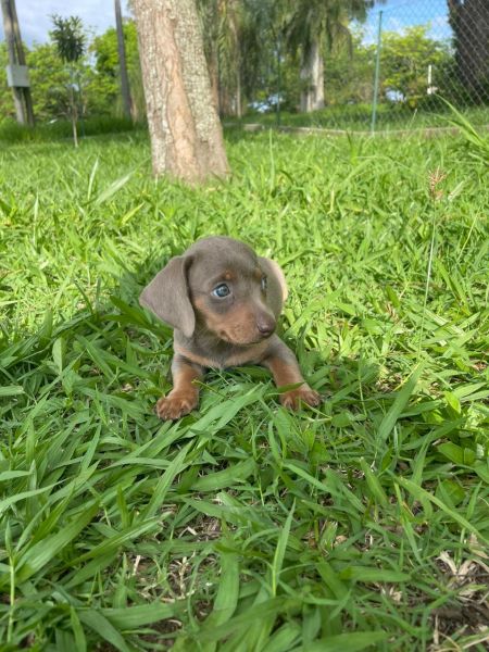 ENCANTE QUEM VOC AMA NESTE NATAL COM UM TECKEL CRIADO POR MDICA  VETERINRIA