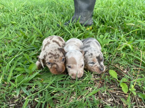 ENCANTE QUEM VOC AMA NESTE NATAL COM UM TECKEL CRIADO POR MDICA  VETERINRIA