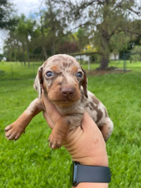 ENCANTE QUEM VOC AMA NESTE NATAL COM UM TECKEL CRIADO POR MDICA  VETERINRIA