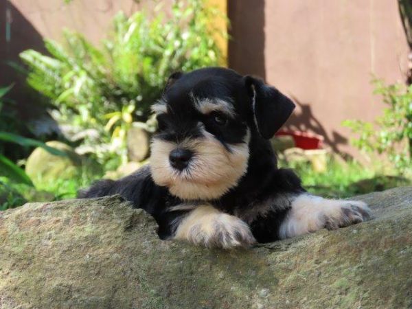 Schnauzer Miniatura Tajj Mahall Macho Cor PretoePrata Lindo Microchip Vacina importada Curitiba