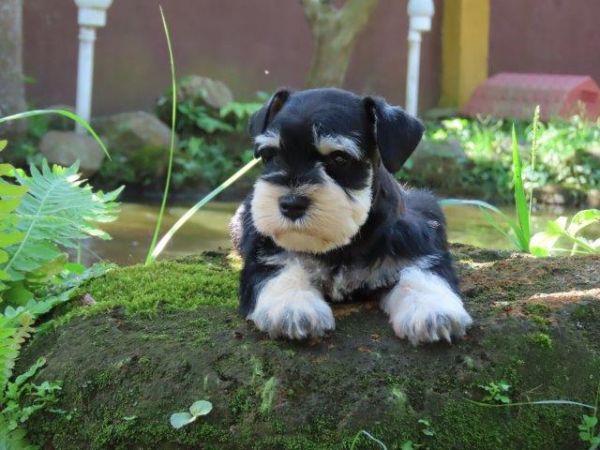 Schnauzer Miniatura Tajj Mahall Macho Cor PretoePrata Lindo Microchip Vacina importada Curitiba