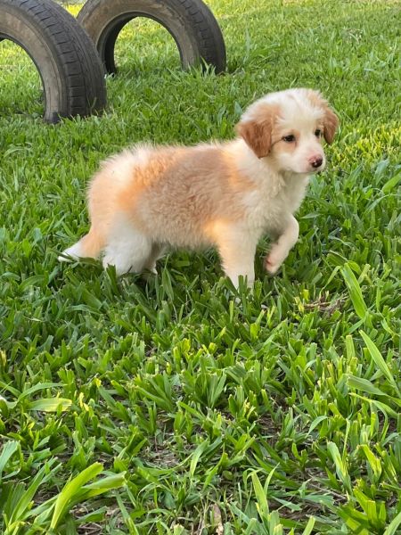 VENHA BUSCAR O SEU BORDER COLLIE COM A GENTE AQUI NOSSOS CES SO CRIADOS POR MDICA VET