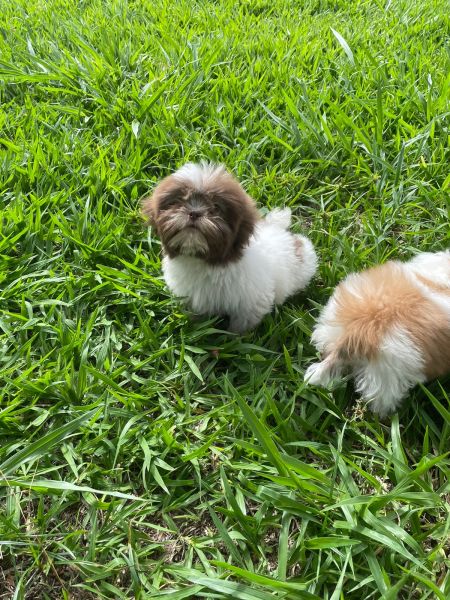 REALIZE AINDA ESTE ANO O SONHO DE TER O SEU SHIH TZ CES LINDOS CRIAO VET