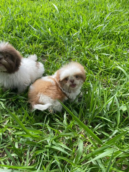 REALIZE AINDA ESTE ANO O SONHO DE TER O SEU SHIH TZ CES LINDOS CRIAO VET