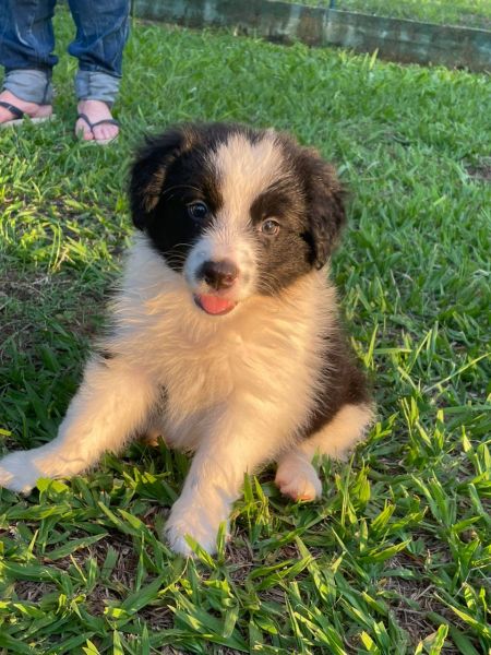 REALIZE AINDA ESTE ANO O SONHO DE TER O SEU BORDER COLLIE CES LINDOS CRIAO VET