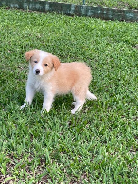 REALIZE AINDA ESTE ANO O SONHO DE TER O SEU BORDER COLLIE CES LINDOS CRIAO VET