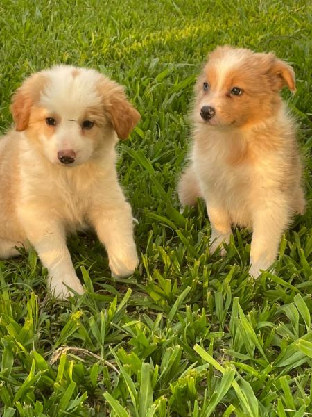 REALIZE AINDA ESTE ANO O SONHO DE TER O SEU BORDER COLLIE CES LINDOS CRIAO VET
