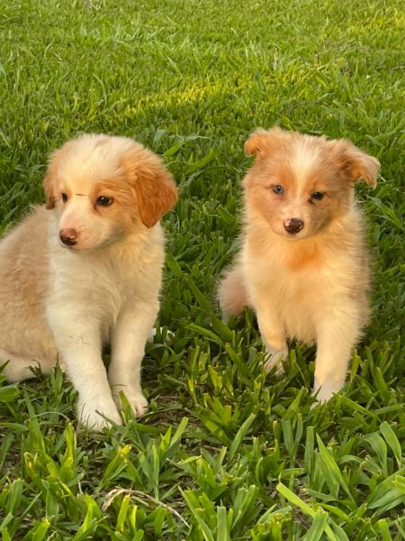 REALIZE AINDA ESTE ANO O SONHO DE TER O SEU BORDER COLLIE CES LINDOS CRIAO VET