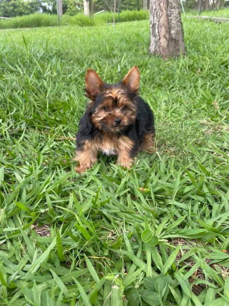 NOSSOS FILHOTES DE YORKSHIRE SO CRIADOS POR VETERINRIA