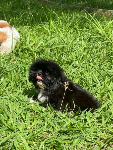 SHIH TZS CRIADOS E ENTREGUES POR MDICA VETERINRIA QUALIDADE ABSOLUTA