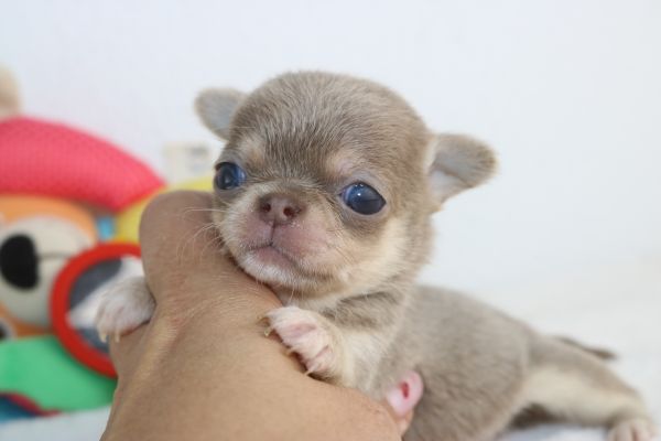 chihuahua machos