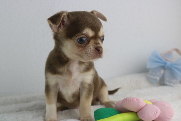 chihuahua machos