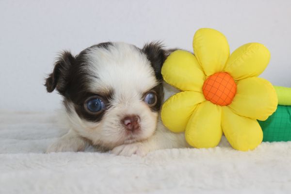 chihuahua machos