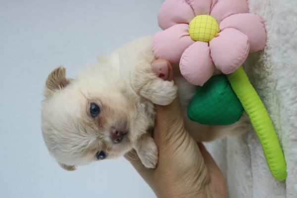 chihuahua machos
