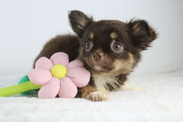 chihuahua machos