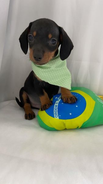 FILHOTE DE BASSET TECKEL MACHO PRETO E CANELA
