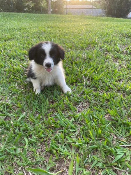 COMECE SEU ANO DESFILANDO COM UM BORDER COLLIE CRIADO POR MDICA VETERINRIA PELAS RUAS