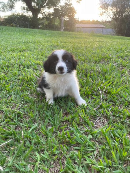 COMECE SEU ANO DESFILANDO COM UM BORDER COLLIE CRIADO POR MDICA VETERINRIA PELAS RUAS