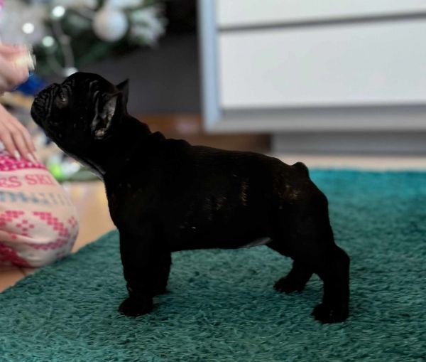 Buldogue Francs  Femeas disponveis