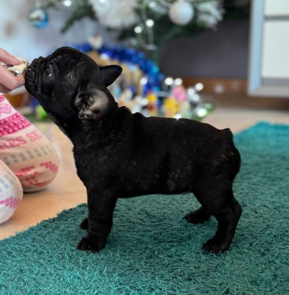 Buldogue Francs  Femeas disponveis