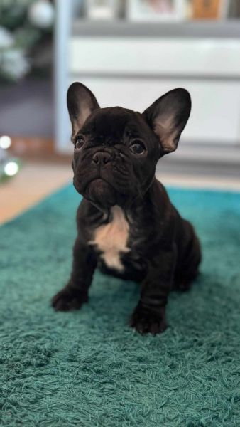 Buldogue Francs  Femeas disponveis