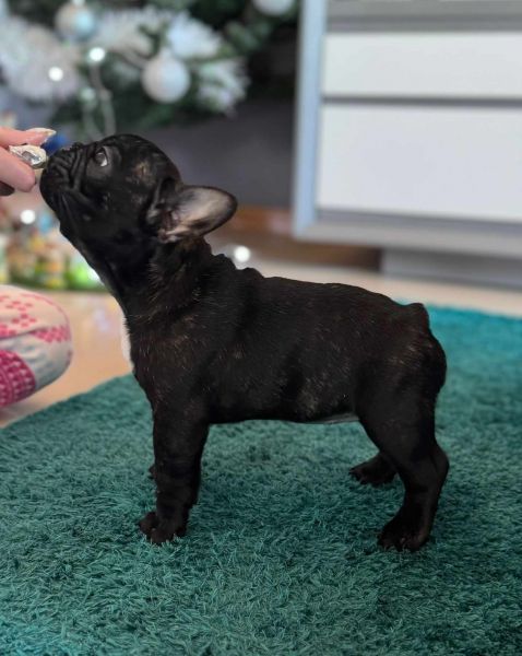 Buldogue Francs  Femeas disponveis