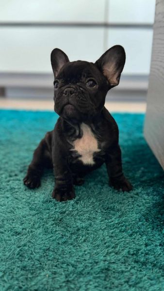 Buldogue Francs  Femeas disponveis