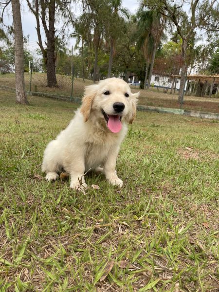 GOLDEN RETRIEVERS COM PADRO VETERINRIO DE CRIAO E EM CONDIES ESPECIAIS