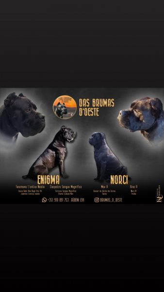 Ninhada de Cane Corso Italiano
