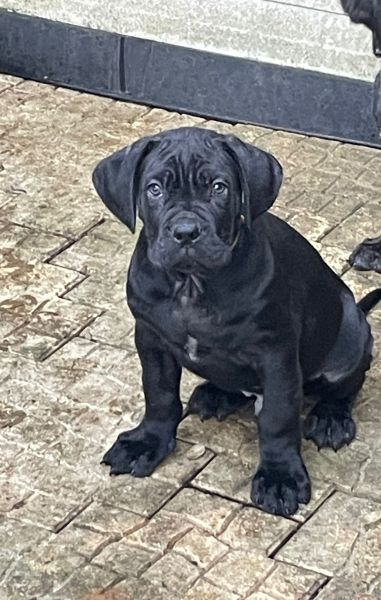 Ninhada de Cane Corso Italiano