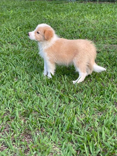 REALIZE COM A GENTE O SONHO DE TER O SEU BORDER COLLIE NOSSOS CES SO CRIADOS POR MDICA VET