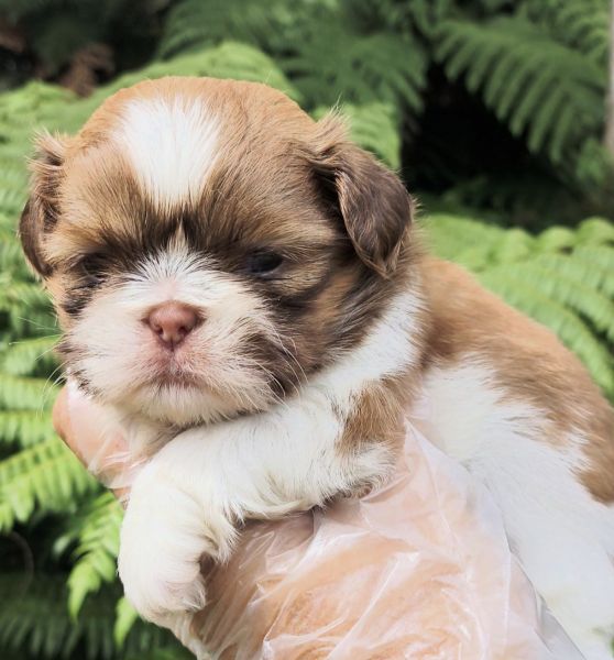 Filhotes de SHIH-TZU maravilhosos
