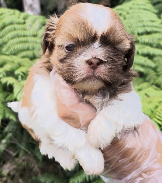 Filhotes de SHIH-TZU maravilhosos